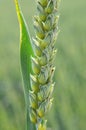 On a farm field close up of spikelets of young wheat