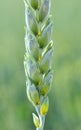 On a farm field close up of spikelets of young wheat