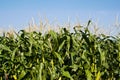 Farm of field corn for feeding livestock