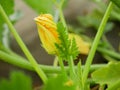 Farm field courgette bio zucchini vegetable garden squash planting young Cucurbita pepo crop baby plant marrow hotbed Royalty Free Stock Photo