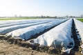 A farm field covered with rows of white cloth. Spunbond spunlaid nonwoven agricultural fabric. Greenhouse effect for plants in