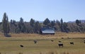 Farm Field With Cows and Barn