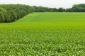 Farm field and forest