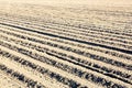 Furrows in a newly planted potato field. Royalty Free Stock Photo