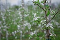 Farm field with fruit trees. Tree tied to struts on blurred background