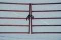 Farm field gate with chain and padlock Royalty Free Stock Photo