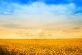 Farm field of golden flowers Royalty Free Stock Photo