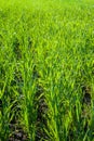 field with green wheat sprouts that have recently grown and started to grow, the spring season or Autumn with growing winter Royalty Free Stock Photo