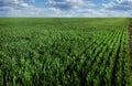 Farm field with green wheat sprouts that have recently grown and started to grow, the spring season or Autumn with growing winter Royalty Free Stock Photo