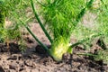 Farm field with growing green annual Florence Fennel bulbing plants. Foeniculum vulgare azoricum Royalty Free Stock Photo