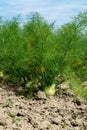 Farm field with growing green annual Florence Fennel bulbing plants. Foeniculum vulgare azoricum Royalty Free Stock Photo