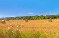 Farm field with hay bales Royalty Free Stock Photo