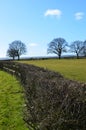 Farm field hedge in England.