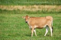 Farm, field and landscape, nature and cattle with environment and agriculture location in Denmark. Fresh air, grass and