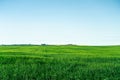 Farm field landscape with trees on the Horizon Royalty Free Stock Photo