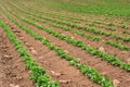 Potatoes growing in an Idaho farm field. Royalty Free Stock Photo