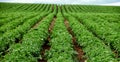 Potatoes growing in an Idaho farm field Royalty Free Stock Photo