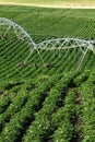 Potato plants blooming in the fertile farm fields of Idaho. Royalty Free Stock Photo