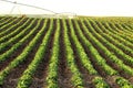Rows of potatoes in an Idaho Farm field. Royalty Free Stock Photo