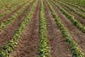 Rows of potatoes in an Idaho Farm field. Royalty Free Stock Photo