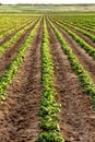 Potatoes growing in a farm field. Royalty Free Stock Photo