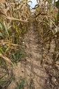 In Between Farm Field Rows of Corn Royalty Free Stock Photo