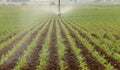 A farm field rowing corn. Royalty Free Stock Photo