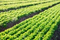 Farm field with rows of growing green lettuce on sunny day Royalty Free Stock Photo