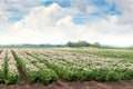 A farm field with rows of potatoes in bloom. Flowering potatoes. Growing potatoes Royalty Free Stock Photo