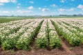 A farm field with rows of potatoes in bloom. Flowering potatoes. Growing potatoes Royalty Free Stock Photo