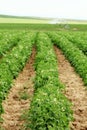 Potato rows in an Idaho farm field. Royalty Free Stock Photo