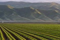 Green farm field rows in Southern California Royalty Free Stock Photo