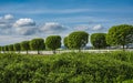 Farm field with rows of trees converging into a vanishing point. Fence green trees trimmed in the garden yard in alley