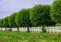 Farm field with rows of trees converging into a vanishing point. Fence green trees trimmed in the garden yard lawn Royalty Free Stock Photo