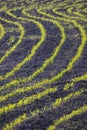 Farm field with Rows of young corn shoots on a cornfield, rural countryside landscape with fresh germinated corn plants