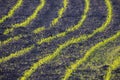 Farm field with Rows of young corn shoots on a cornfield, rural countryside landscape with fresh germinated corn plants