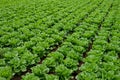 Farm field with rows of young fresh green romaine lettuce plants growing outside under italian sun, agriculture in Italy Royalty Free Stock Photo