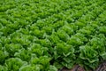 Farm field with rows of young fresh green romaine lettuce plants growing outside under italian sun, agriculture in Italy Royalty Free Stock Photo