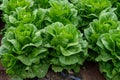 Farm field with rows of young fresh green romaine lettuce plants growing outside under italian sun, agriculture in Italy Royalty Free Stock Photo