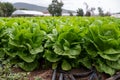 Farm field with rows of young fresh green romaine lettuce plants growing outside under italian sun, agriculture in Italy Royalty Free Stock Photo