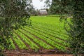 Farm field with rows of young fresh green romaine lettuce plants growing outside under italian sun, agriculture in Italy Royalty Free Stock Photo