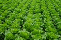 Farm field with rows of young fresh green romaine lettuce plants growing outside under italian sun, agriculture in Italy