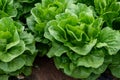 Farm field with rows of young fresh green romaine lettuce plants growing outside under italian sun, agriculture in Italy Royalty Free Stock Photo