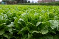 Farm field with rows of young fresh green romaine lettuce plants growing outside under italian sun, agriculture in Italy