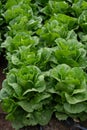 Farm field with rows of young fresh green romaine lettuce plants growing outside under italian sun, agriculture in Italy