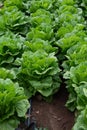 Farm field with rows of young fresh green romaine lettuce plants growing outside under italian sun, agriculture in Italy