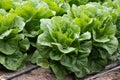 Farm field with rows of young fresh green romaine lettuce plants growing outside under italian sun, agriculture in Italy