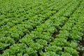 Farm field with rows of young fresh green romaine lettuce plants growing outside under italian sun, agriculture in Italy Royalty Free Stock Photo