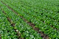 Farm field with rows of young sprouts of green romaine lettuce growing outside under greek sun Royalty Free Stock Photo