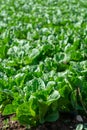 Farm field with rows of young sprouts of green romaine lettuce growing outside under greek sun Royalty Free Stock Photo